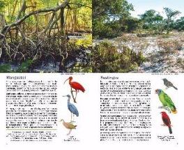 Birds of Brazil