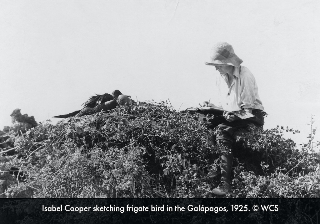 Isabel Cooper sketches frigate on nest, 1925. © WCS