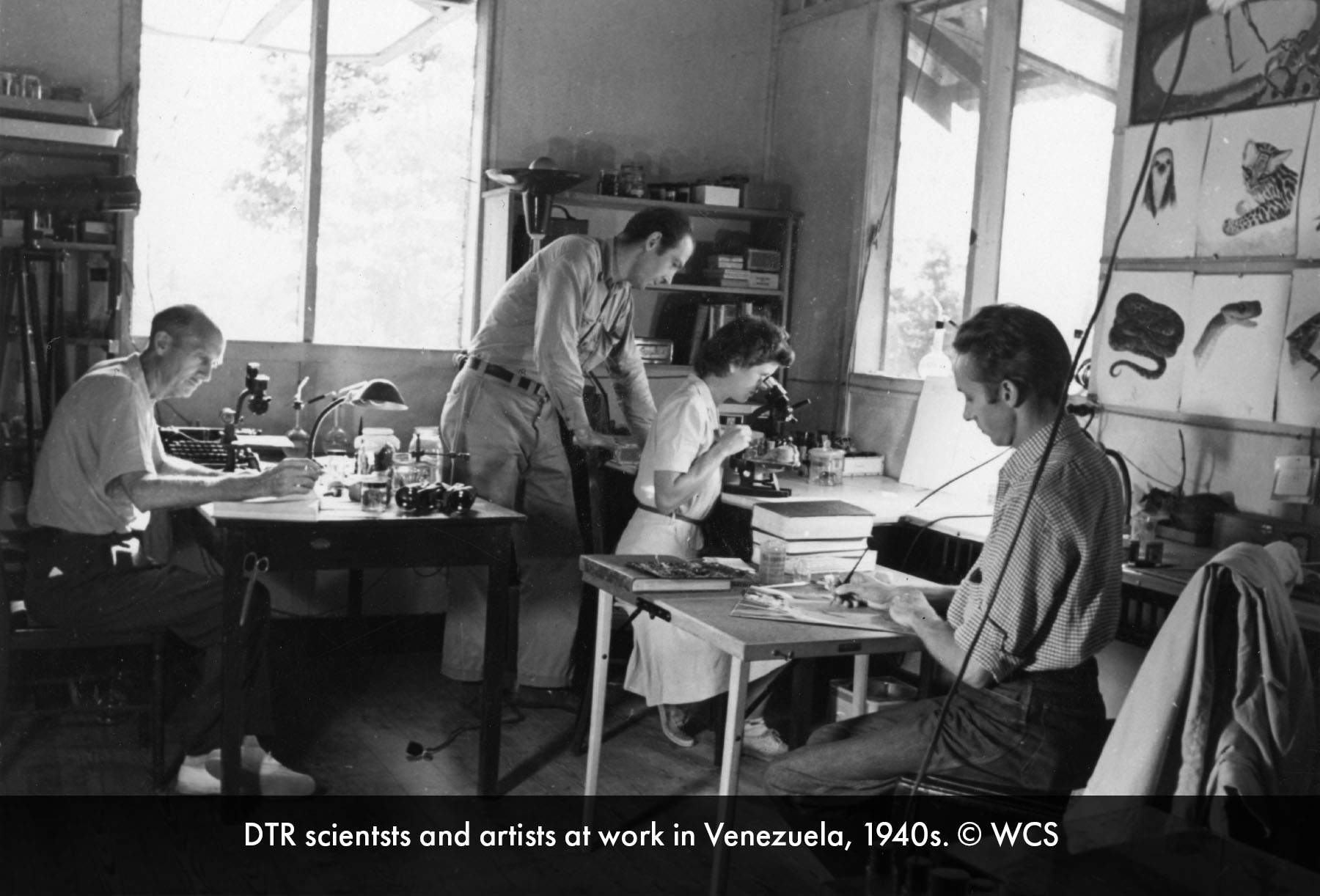 DTR scientists and artists at work in Venezuela, 1940s. © WCS