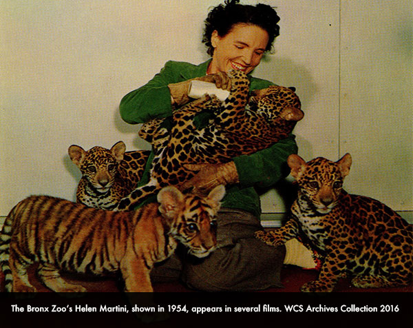 Helen Martini with baby animals at Bronx Zoo in 1954, from WCS Archives Collection 2016