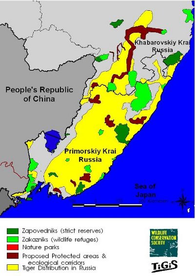 Siberian Tiger Population Chart